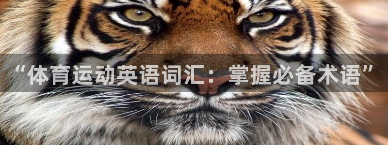 vsport体育在线官网：“体育运动英语词汇：掌握必备术语”
